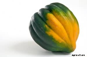 How to Store Harvest, Cure, and Store Winter Squash