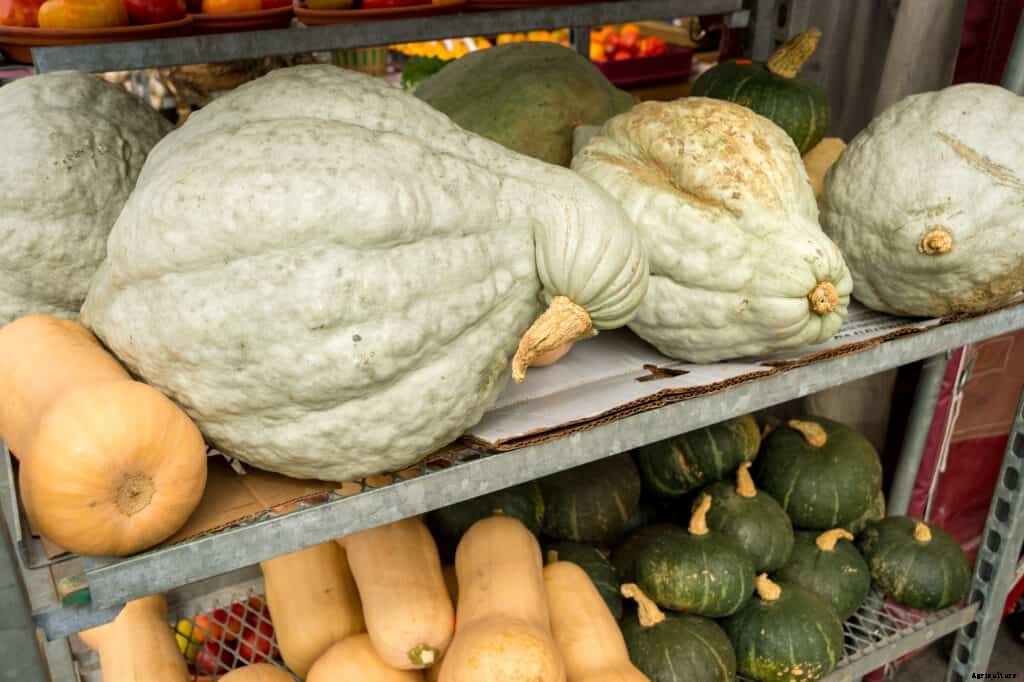 How to Store Harvest, Cure, and Store Winter Squash