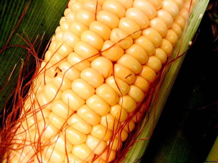 How to Harvest and Store Corn