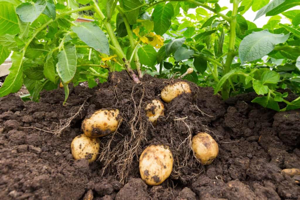 How to Harvest and Store Potatoes