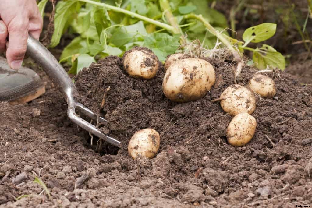 How to Harvest and Store Potatoes
