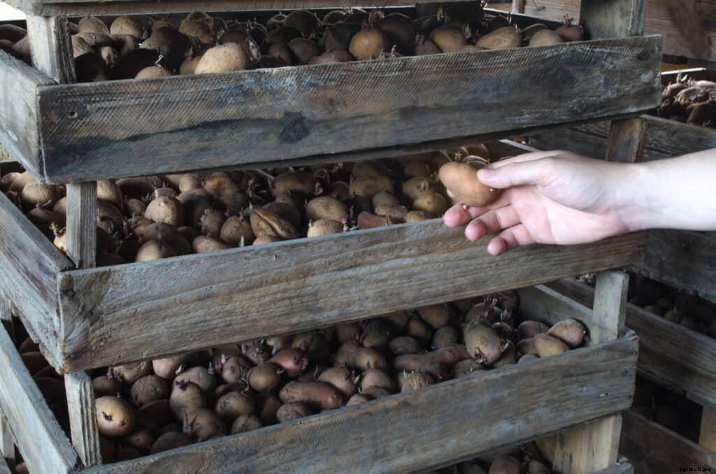 How to Harvest and Store Potatoes