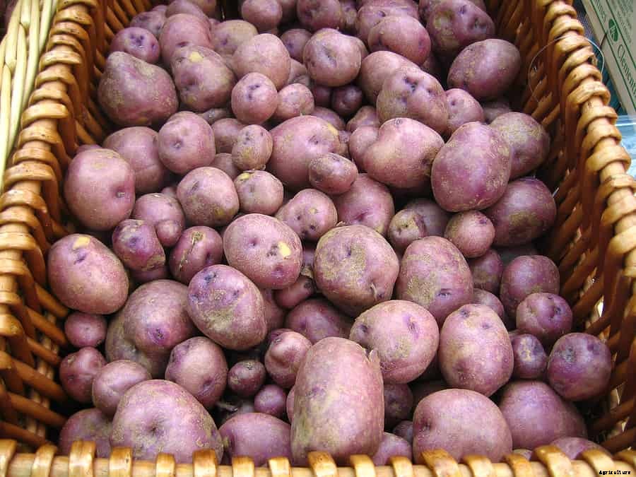 How to Harvest and Store Potatoes