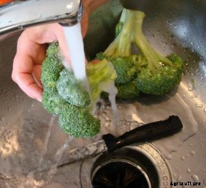 Broccoli Harvest
