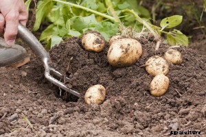 Potato Harvest Calendar