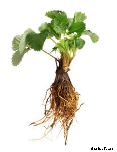 Strawberry Varieties for Home Gardens