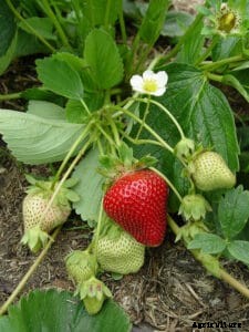 Strawberry Varieties for Home Gardens