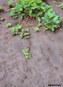Strawberry Varieties for Home Gardens