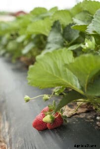 Strawberry Varieties for Home Gardens