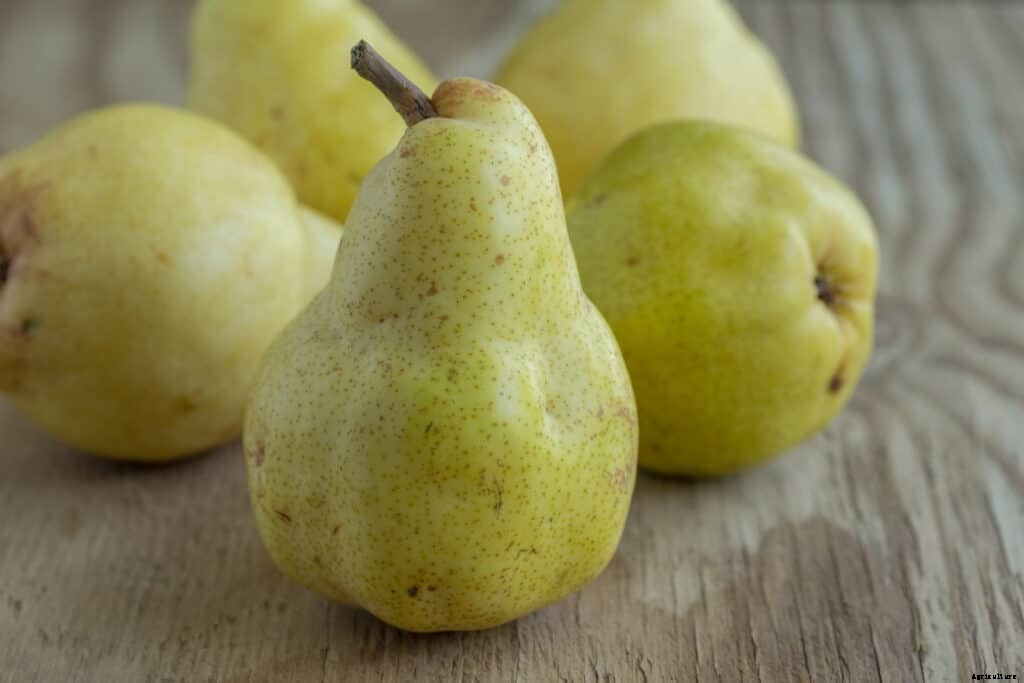 Pear Varieties for Backyard Gardens
