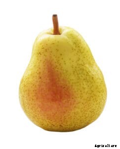 Pear Varieties for Backyard Gardens