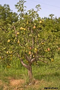 Pear Varieties for Backyard Gardens