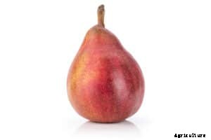 Pear Varieties for Backyard Gardens