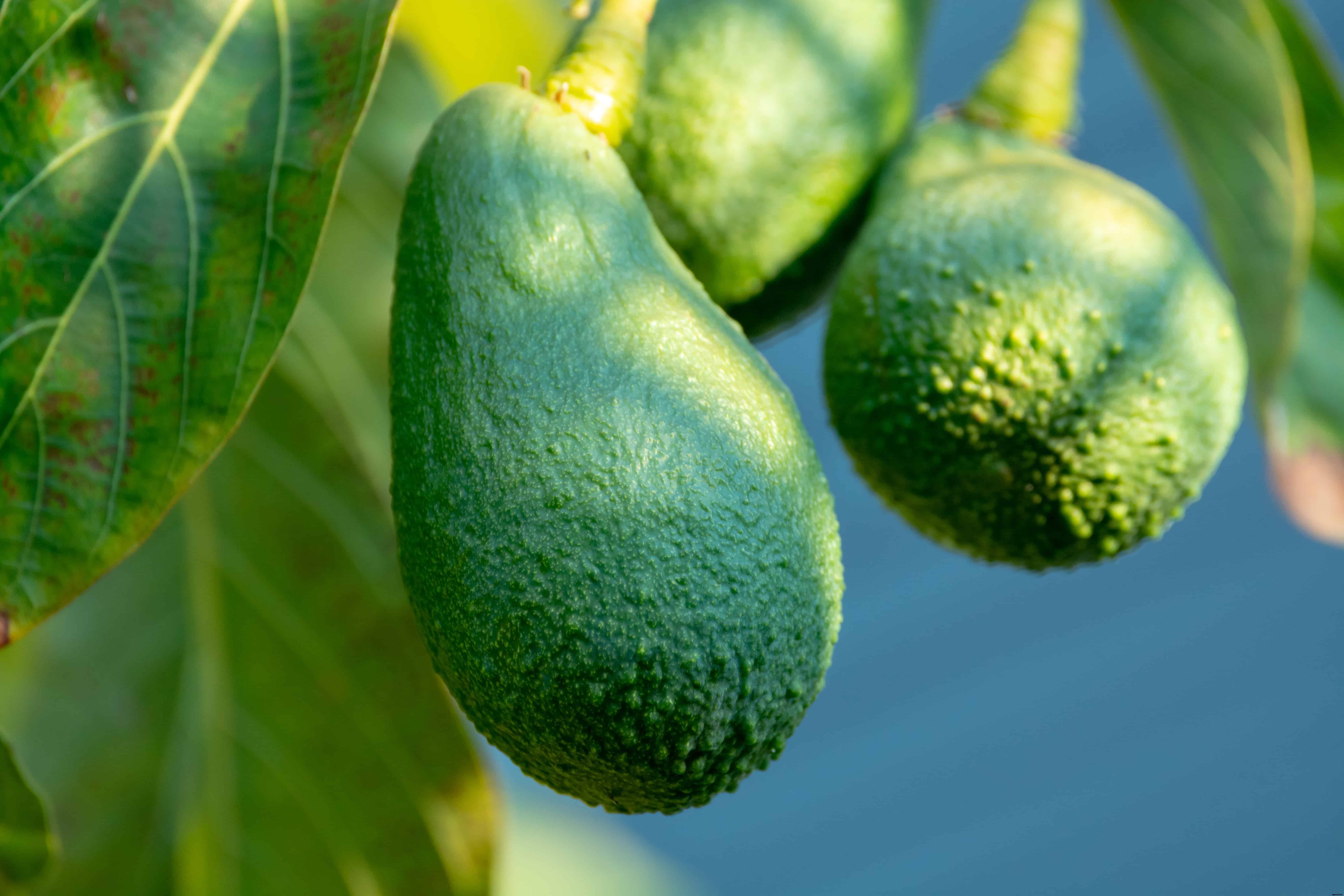 How to Plant, Grow, and Harvest Avocados