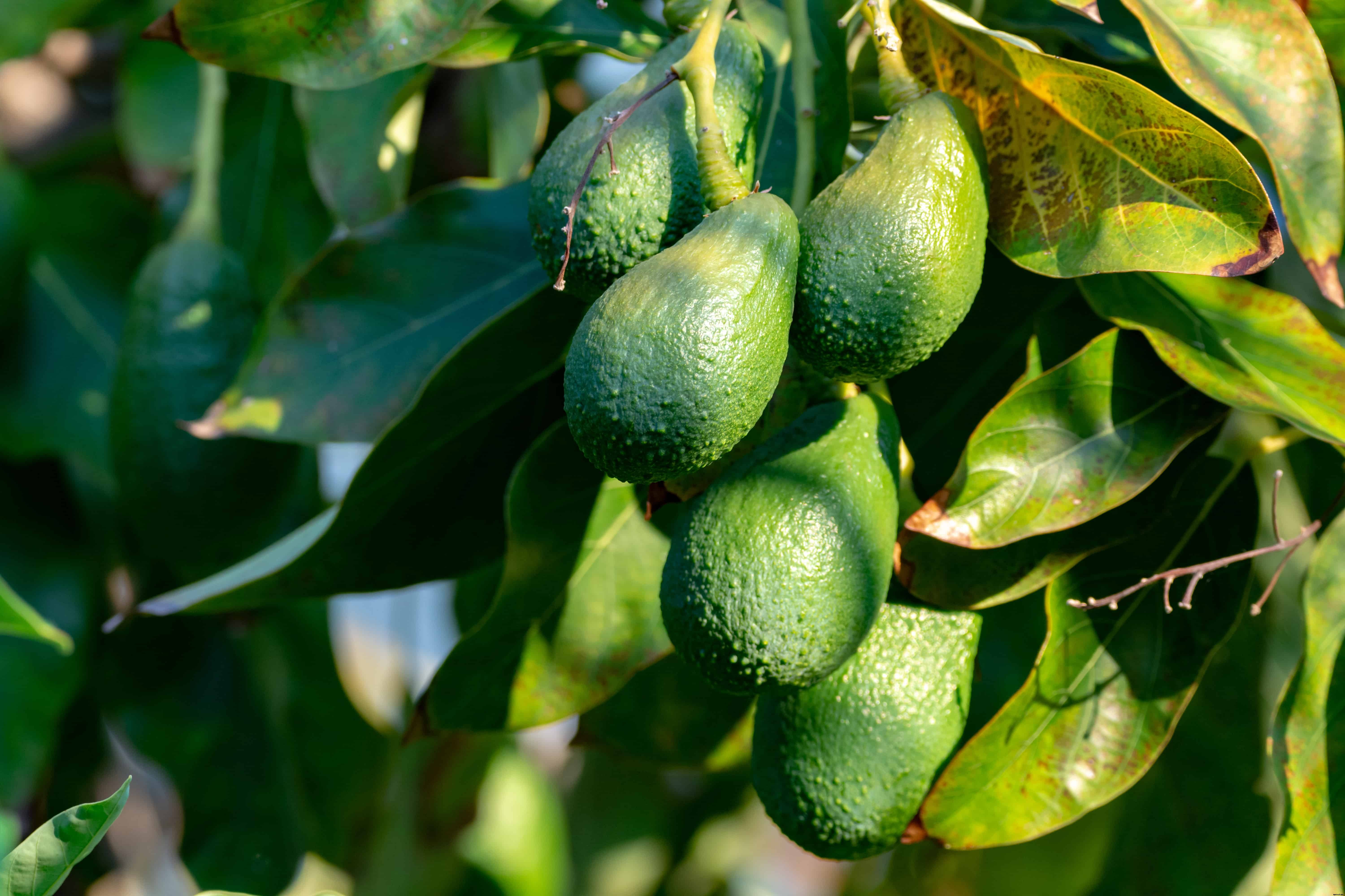 How to Plant, Grow, and Harvest Avocados