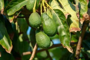 How to Plant, Grow, and Harvest Avocados