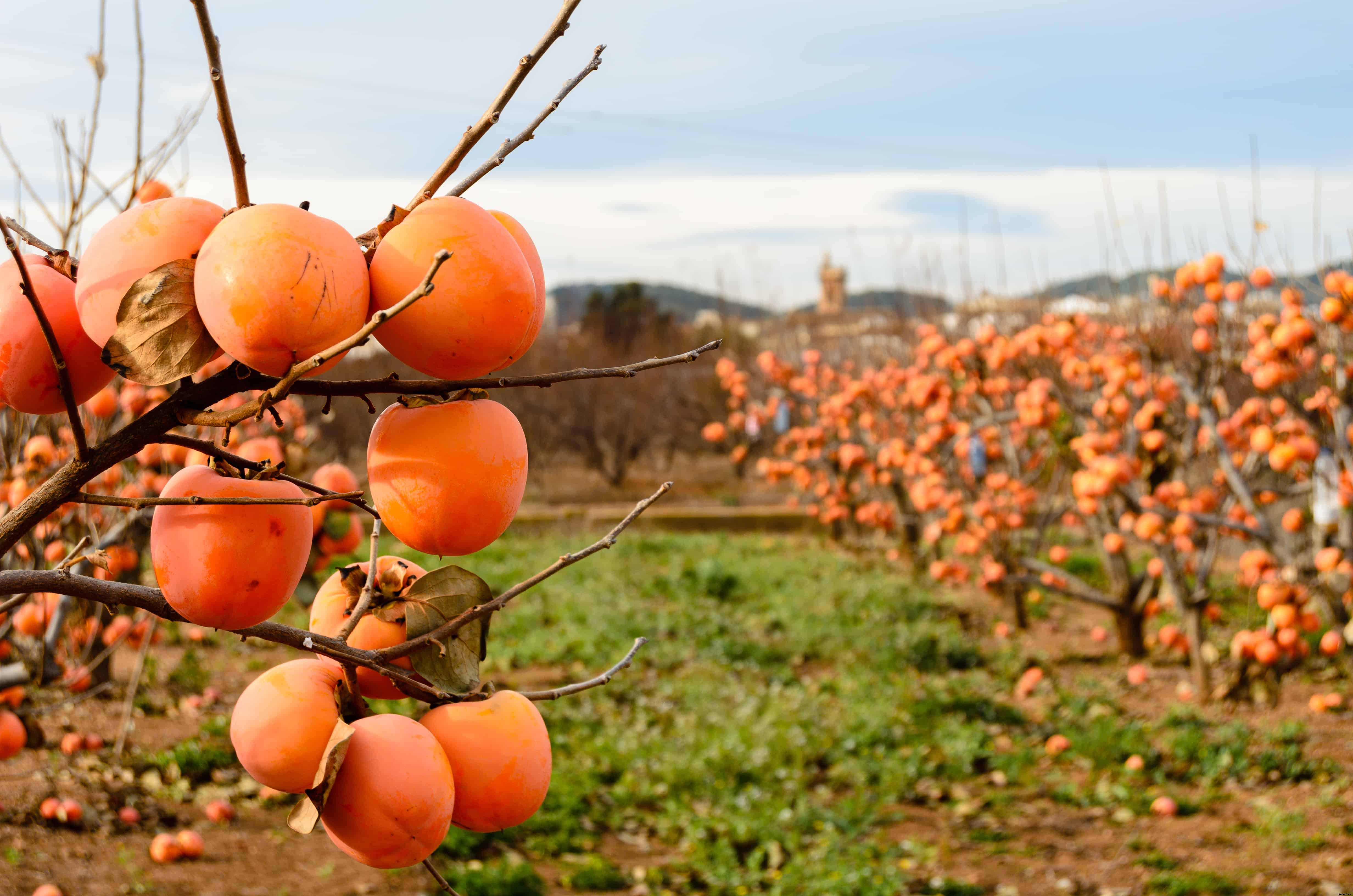 How to Plant, Grow, Prune, and Harvest Persimmons