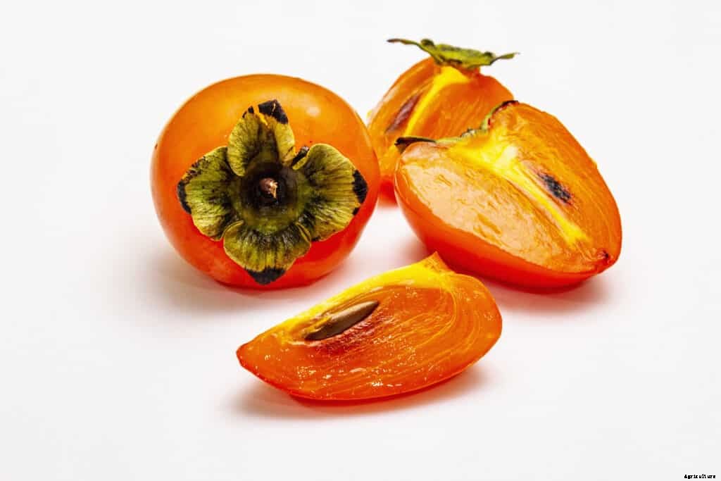 How to Plant, Grow, Prune, and Harvest Persimmons