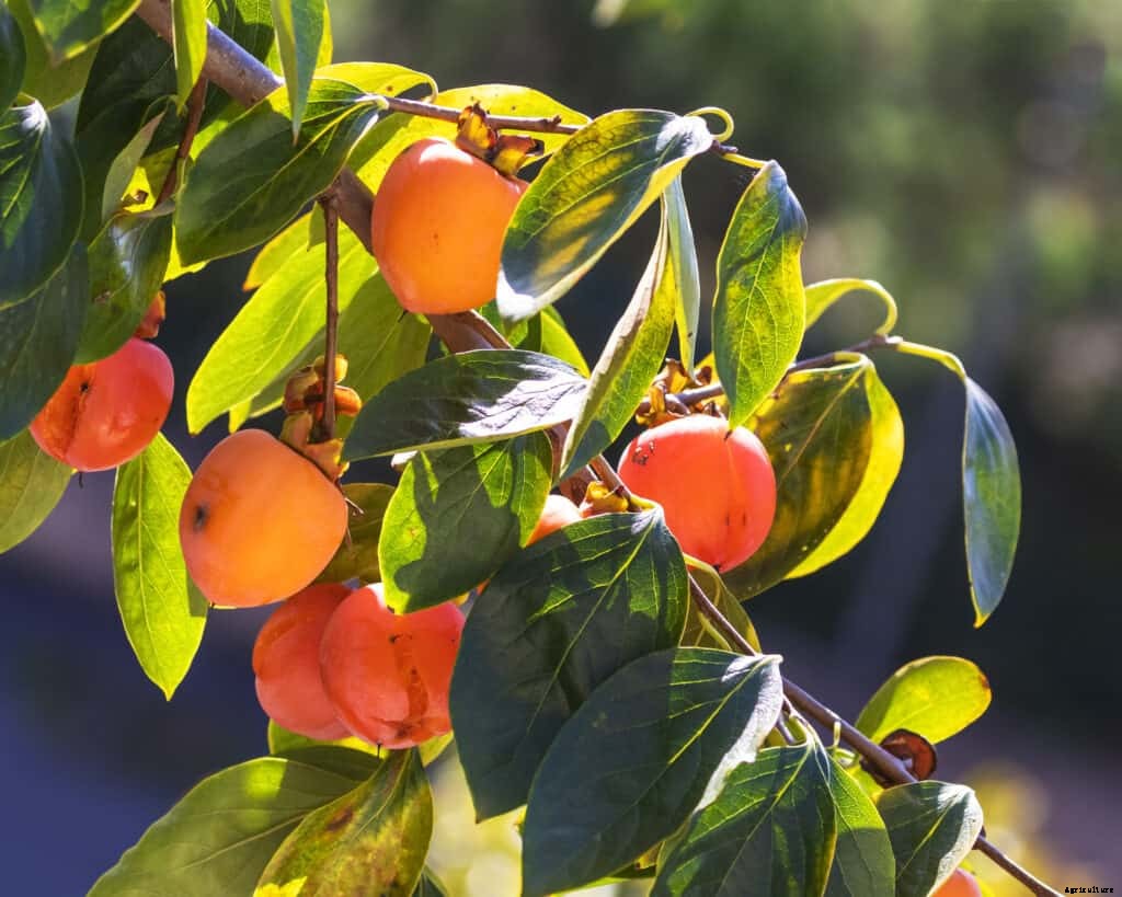 How to Plant, Grow, Prune, and Harvest Persimmons