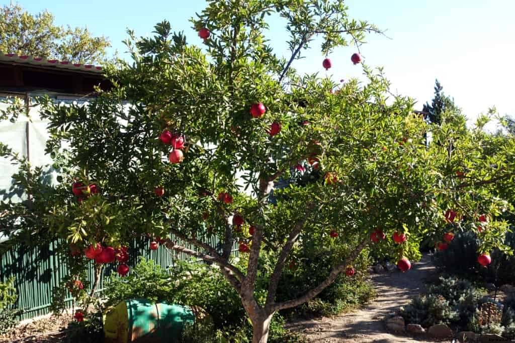 How to Plant, Grow, Prune, and  Harvest Pomegranates