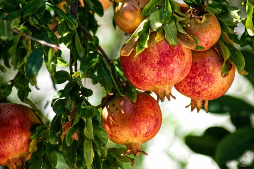 How to Plant, Grow, Prune, and  Harvest Pomegranates