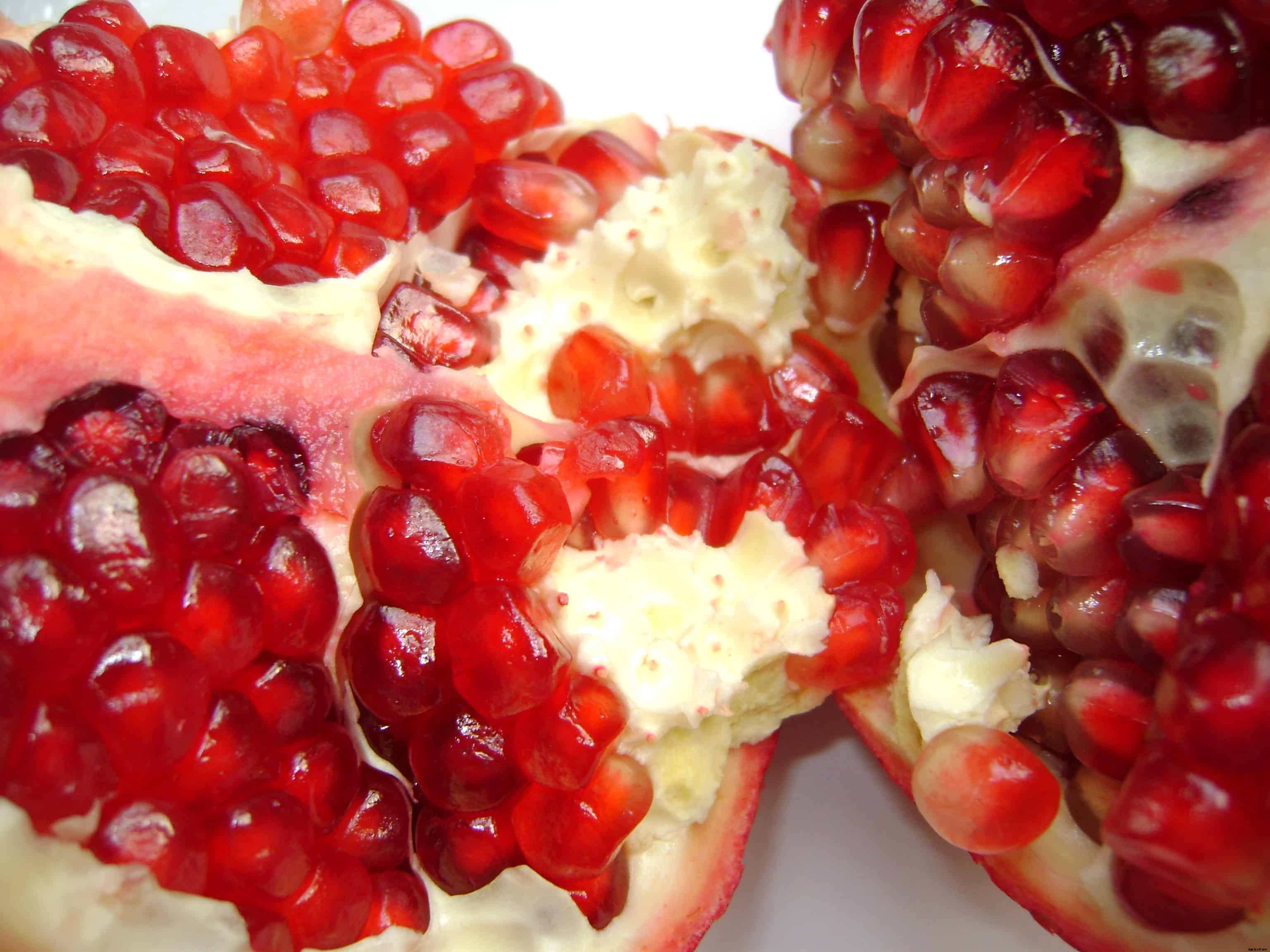 How to Plant, Grow, Prune, and  Harvest Pomegranates