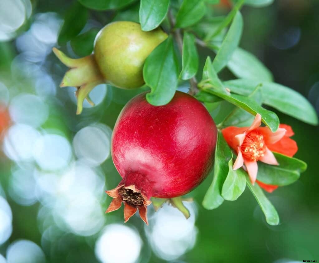 How to Plant, Grow, Prune, and  Harvest Pomegranates