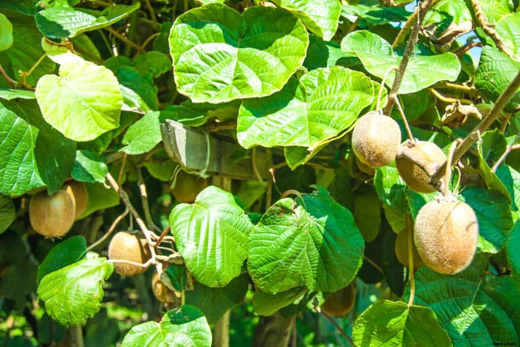 How to Plant, Grow, Prune, and Harvest Kiwifruit