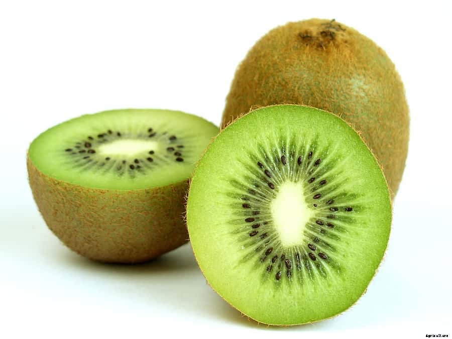 How to Plant, Grow, Prune, and Harvest Kiwifruit