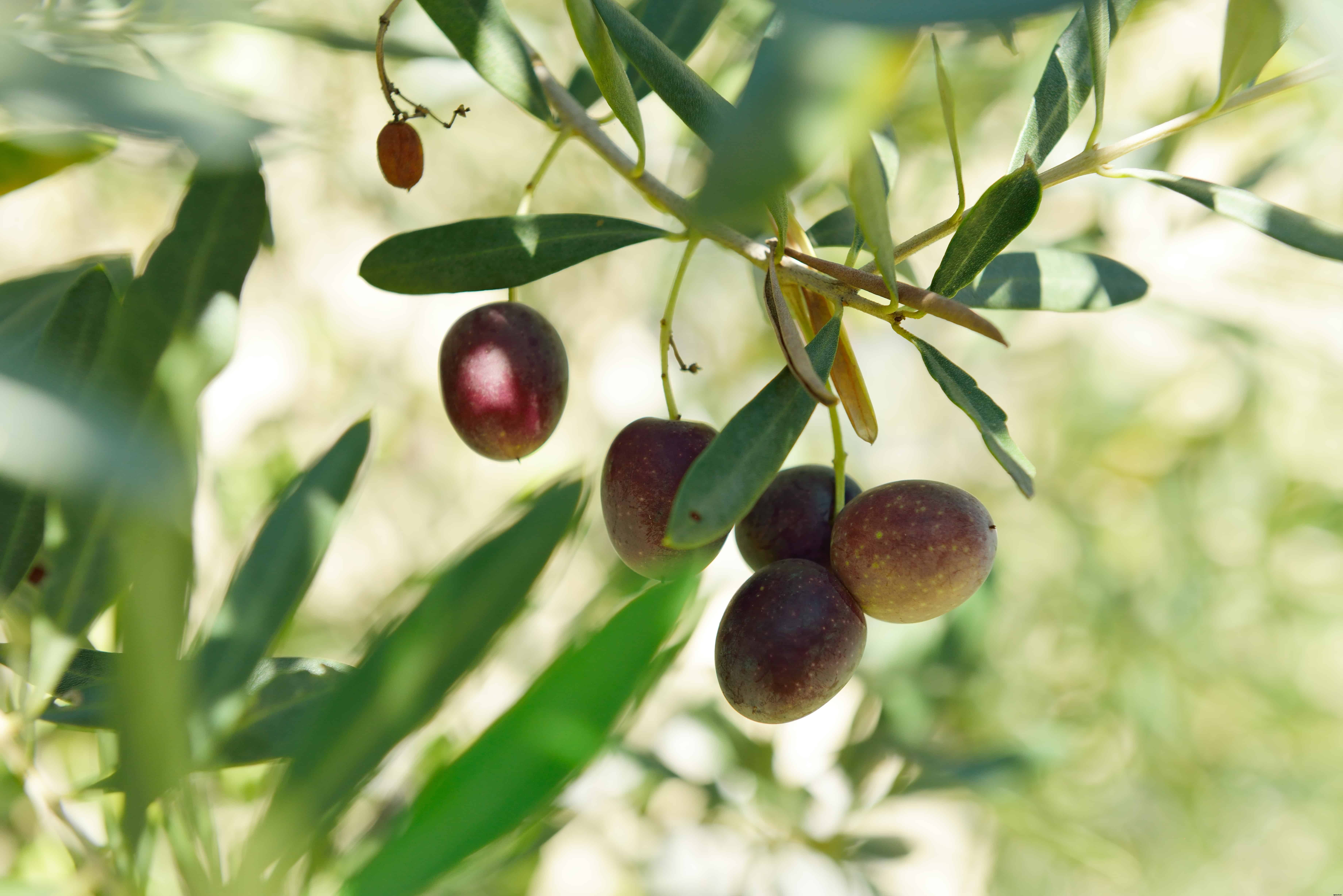 How to Plant, Grow, Prune, and Harvest Olives