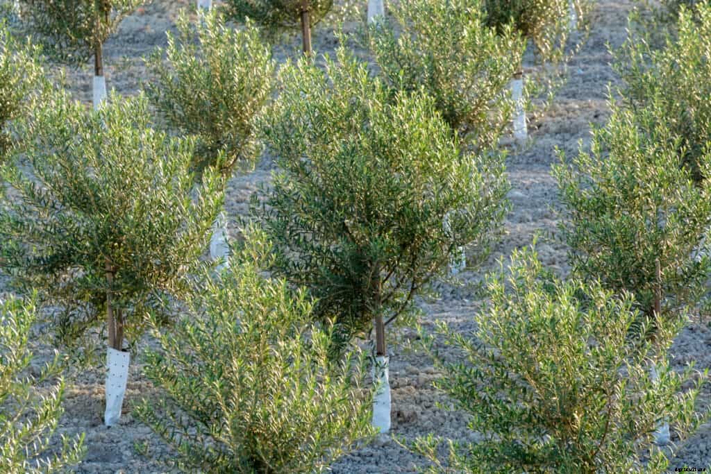 How to Plant, Grow, Prune, and Harvest Olives