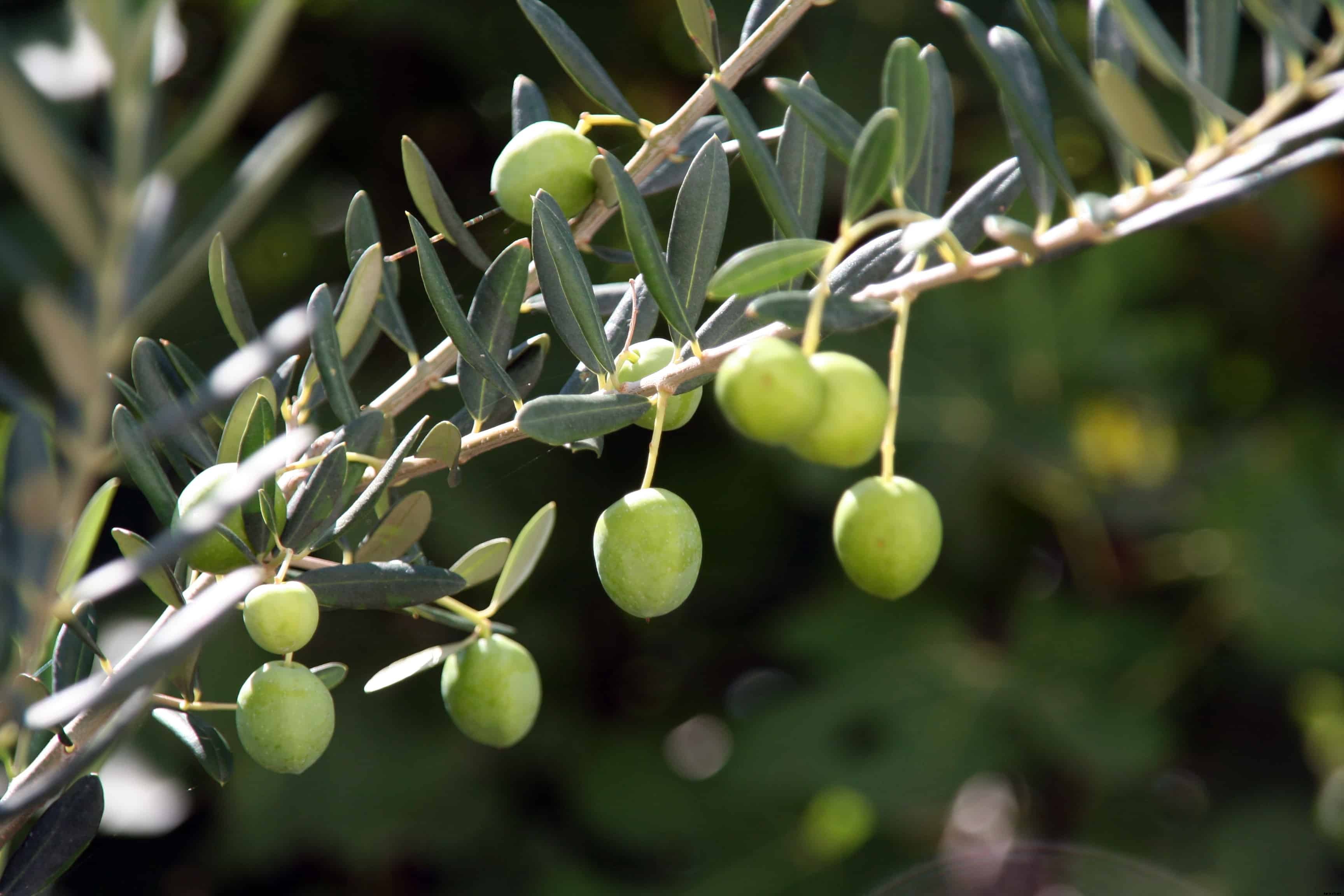 How to Plant, Grow, Prune, and Harvest Olives