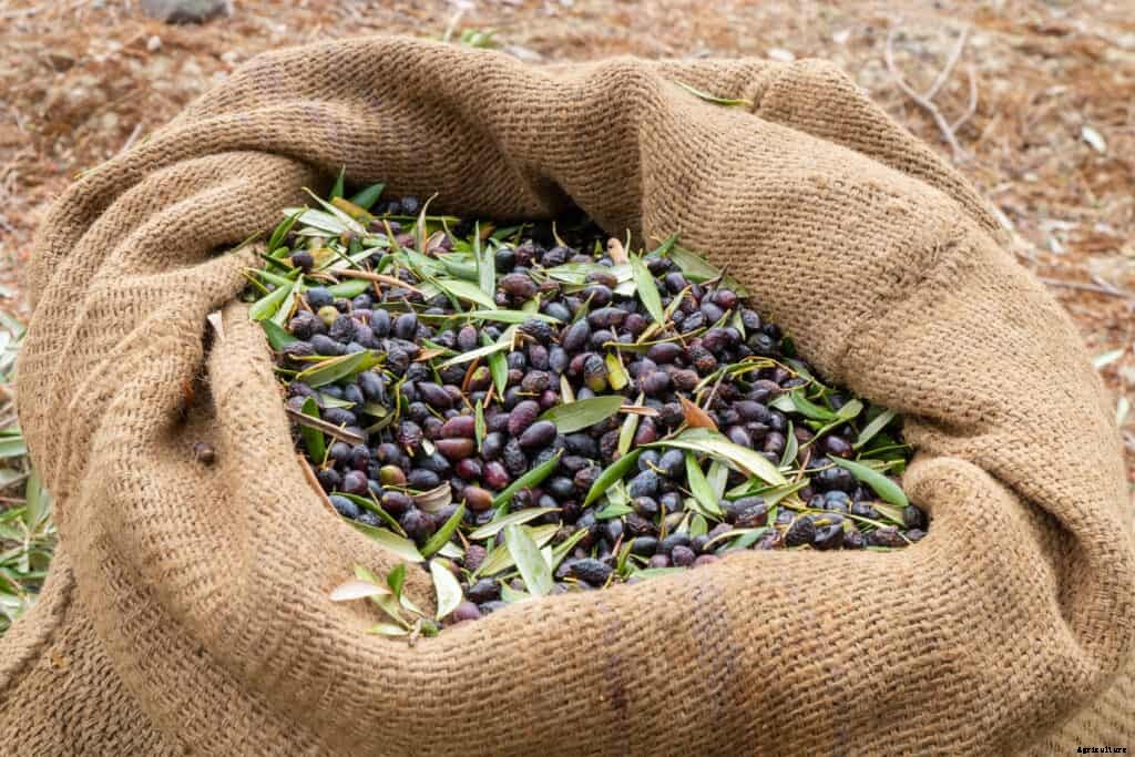 How to Plant, Grow, Prune, and Harvest Olives