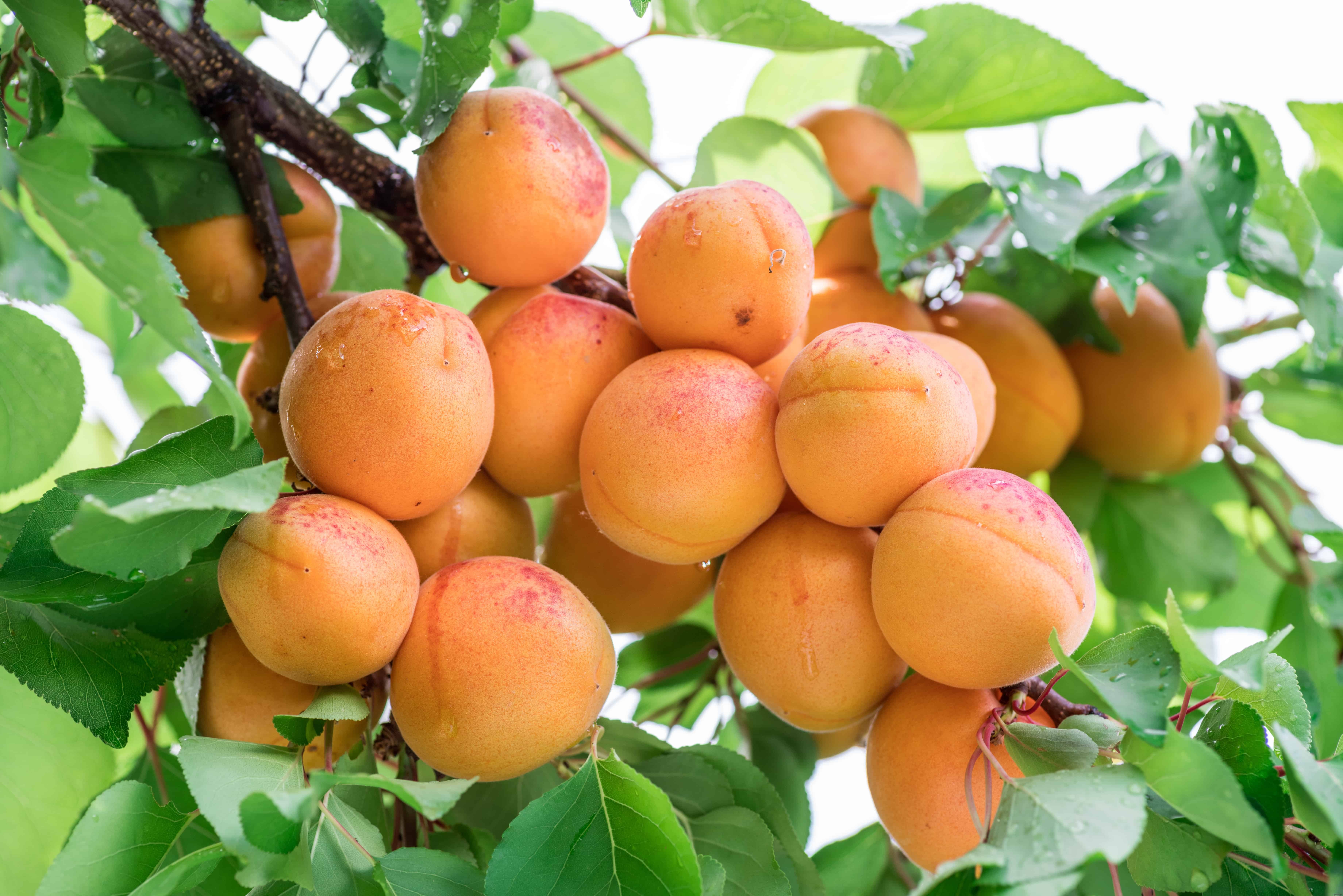 How to Plant, Grow, Prune, and Harvest Apricots