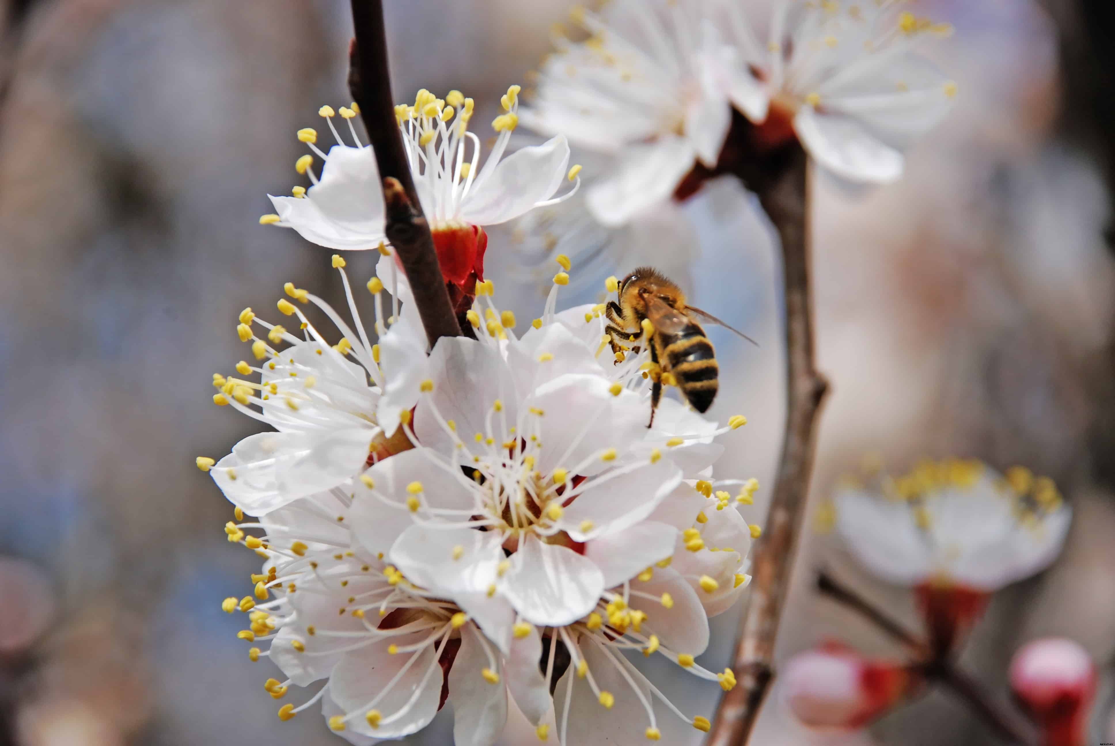 How to Plant, Grow, Prune, and Harvest Apricots