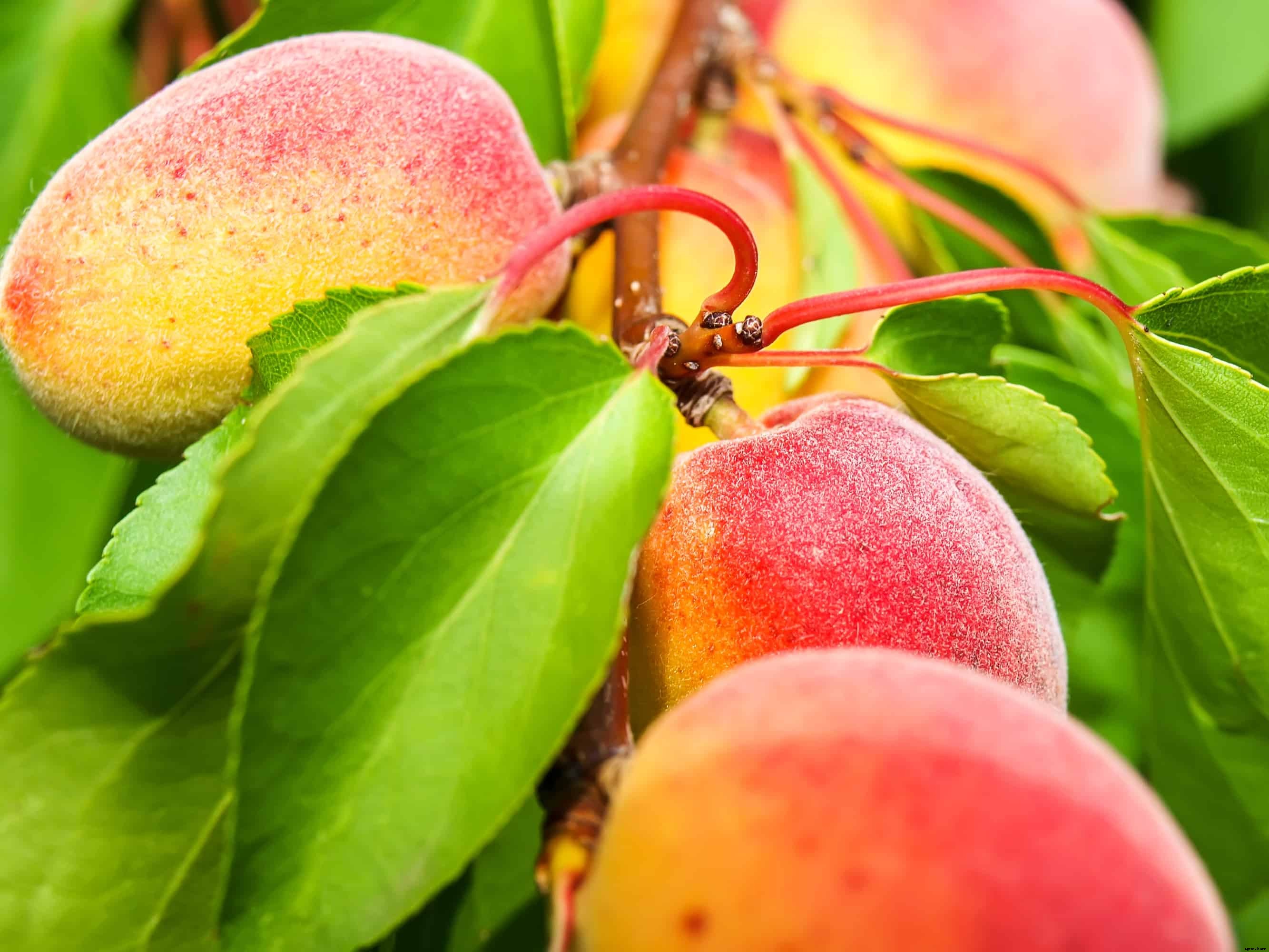 How to Plant, Grow, Prune, and Harvest Apricots