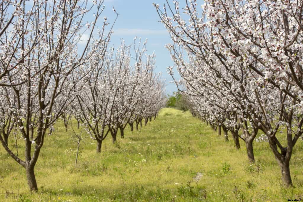How to Plant, Grow, Prune, and Harvest Apricots