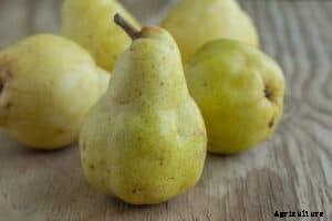 How to Grow Pears