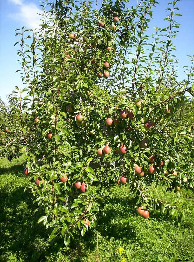How to Grow Pears