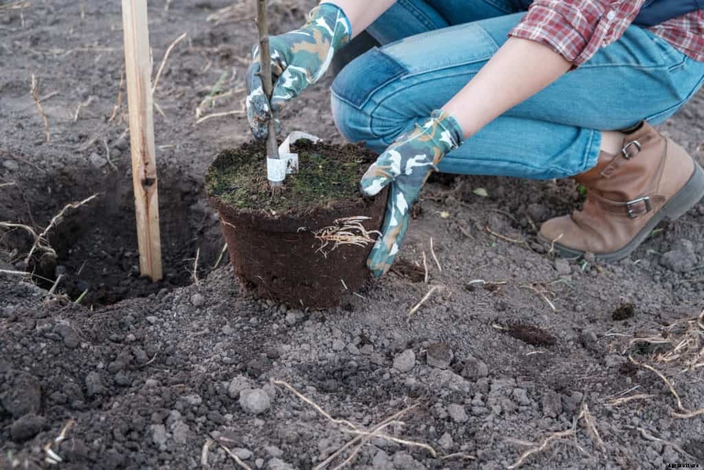 Planting Bare-Root Fruit Trees and Vines