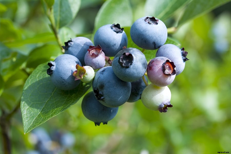 Blueberry: Types and Varieties