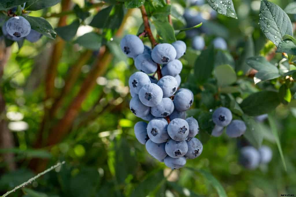 Blueberry: Types and Varieties