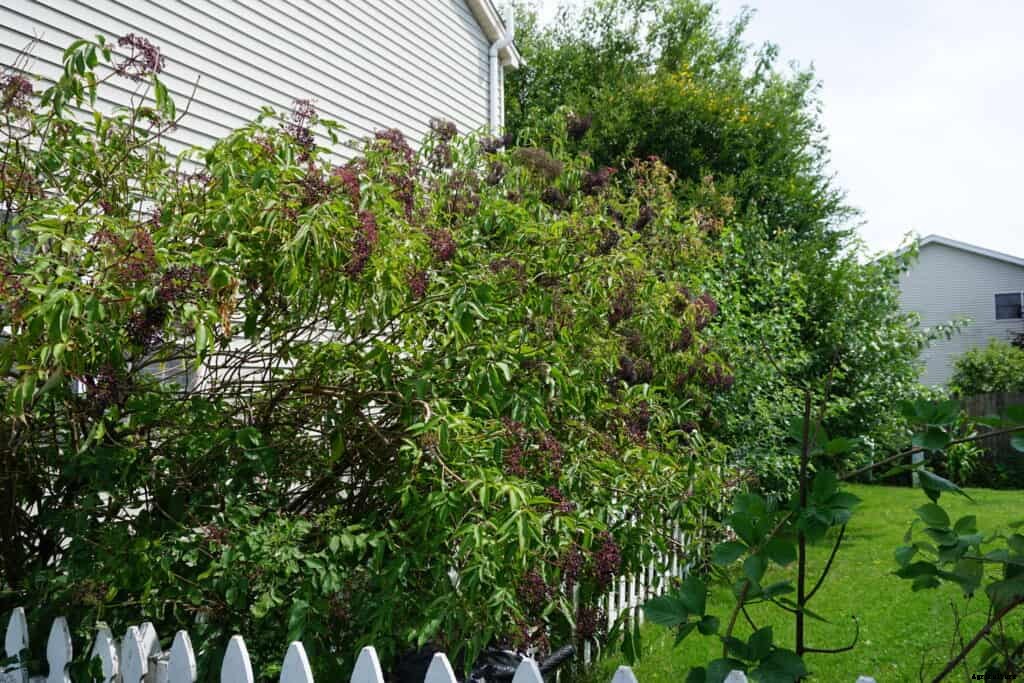 How to Grow Elderberry