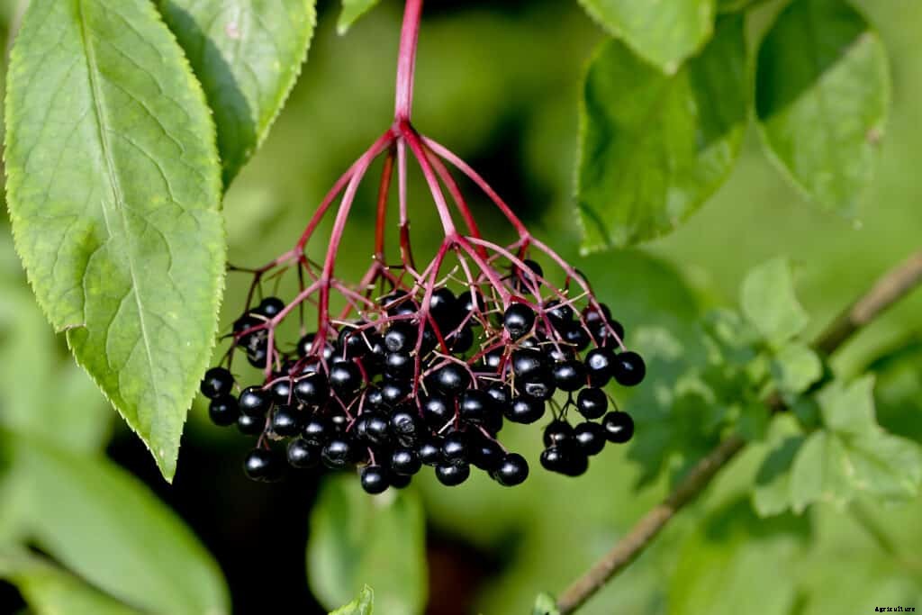 How to Grow Elderberry