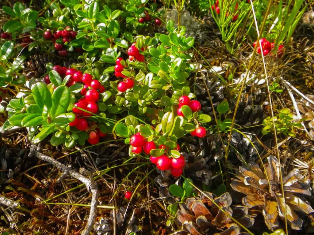 How to Grow Cranberries