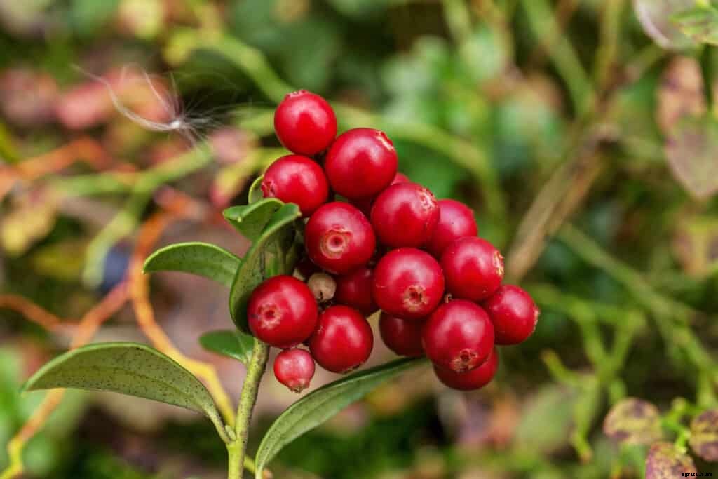 How to Grow Cranberries