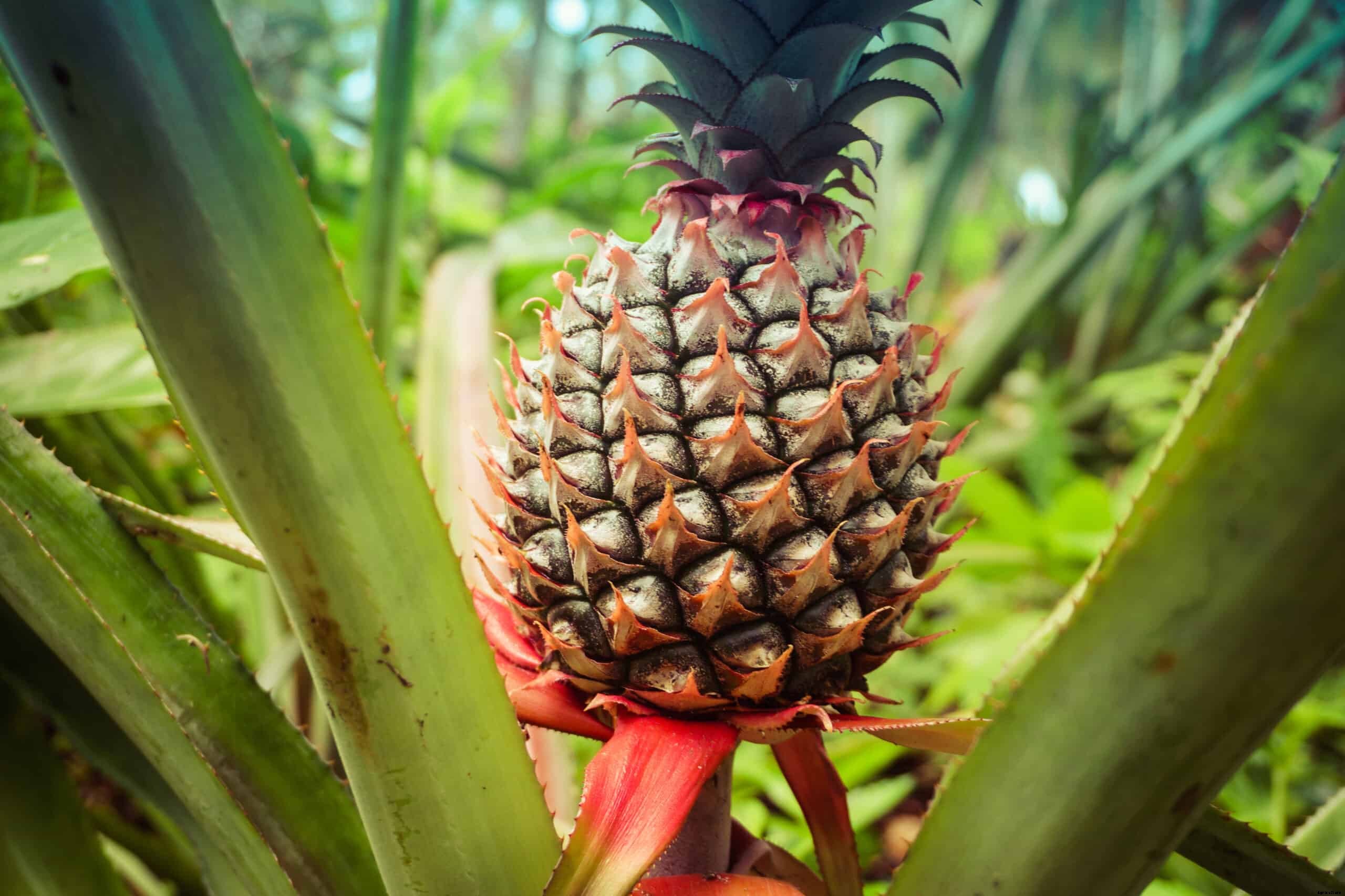 How to Grow Pineapple