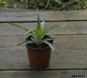 How to Grow Pineapple