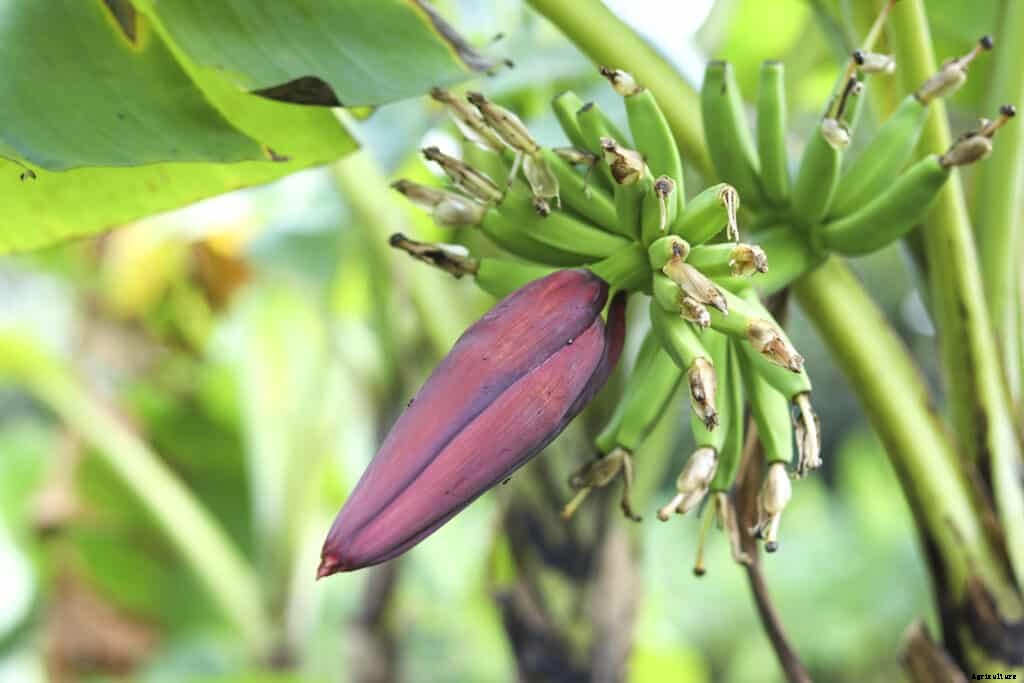 How to Grow Bananas