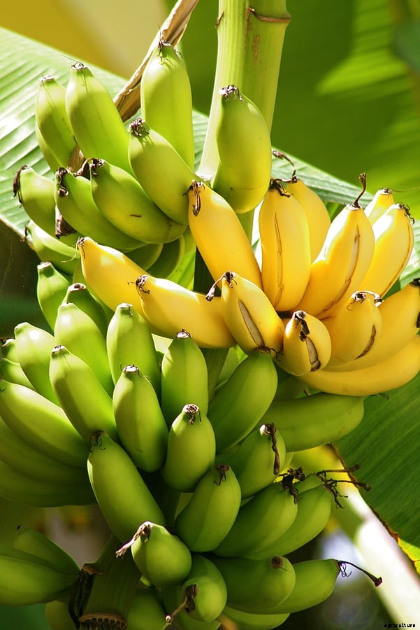 How to Grow Bananas